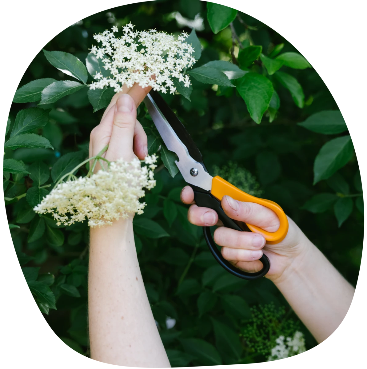 Cueillette de fleurs de sureau lors d’un atelier thématique de naturopathie à Belfort